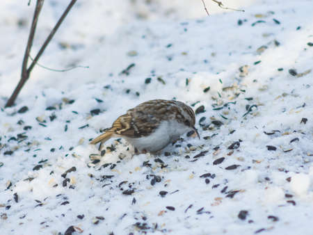 Small bird Eurasian or Common Treecreeper, Certhia familiaris, close-up portrait on snow, selective focusの写真素材