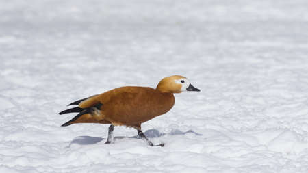 Female Ruddy shelduck Tadorna ferruginea walking on snow over frozen pond, selective focusの写真素材