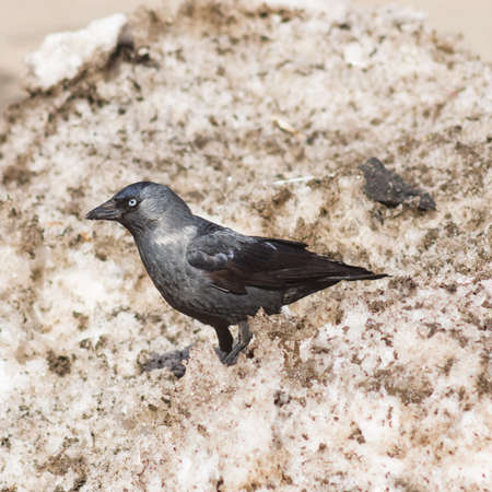 Jackdaw bird, Corvus monedula on old dirty snow, selective focusの写真素材