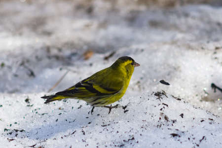 Male of Eurasian Siskin, Carduelis spinus, on old snow close-up portrait, selective focusの写真素材