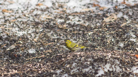 Male of Eurasian Siskin, Carduelis spinus, on old dirty snow close-up portrait, selective focus