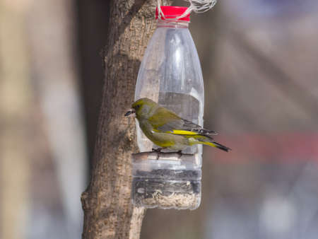 Male European Greenfinch, Carduelis chloris, close-up portrait at bird feeder made from plastic bottle, selective focusの写真素材