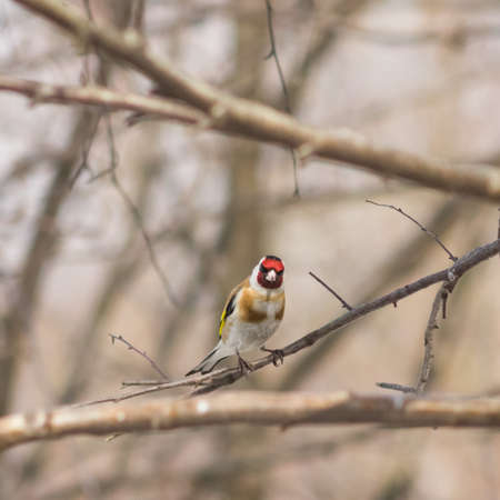 European goldfinch or Carduelis carduelis portrait on branch in winter close-up, selective focus, shallow DOF.の写真素材
