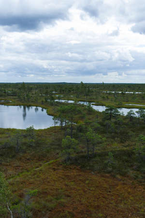 Bog in the Kemeri national park landscape background, late summer, selective focus.