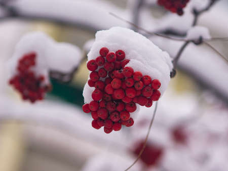 Red berries of rowan or mountain ash under snow in winter close-up, selective focus, shallow DOF.の写真素材