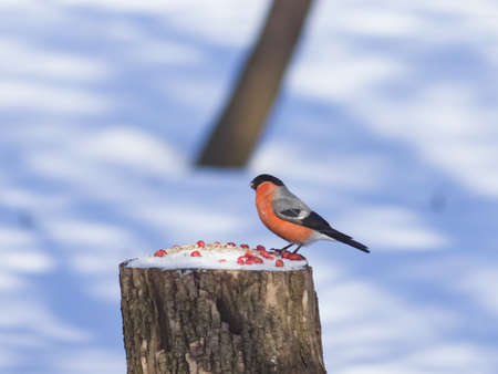 Red-colored Male of Eurasian Bullfinch Pyrrhula pyrrhula close-up portrait at stub with peanuts and seeds, selective focus, shallow DOF.の写真素材