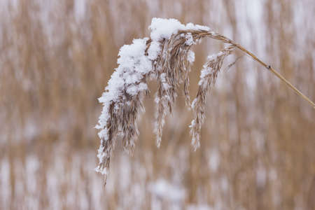 Dry grass in snow against bokeh background close-up, selective focus.の写真素材