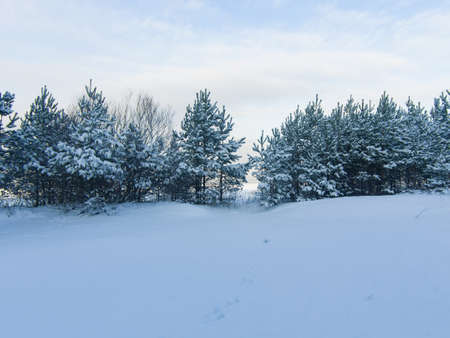 Winter background with tree branches in snow, selective focus.の写真素材
