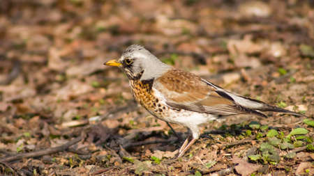 Fieldfare turdus pilaris close-up portrait in dry grass, selective focus, shallow DOF.の写真素材