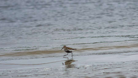 Dunlin, Calidris alpina, searching for food at sea shoreline, close-up portrait, selective focus,...