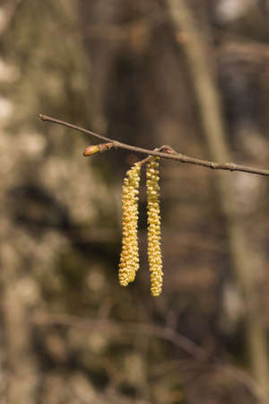 Hazelnut catkins on branch macro with bokeh background, selective focus, shallow DOF.