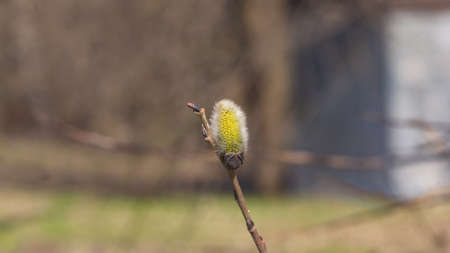 Branch of blossoming willow with catkin on bokeh background, selective focus, shallow DOF.の写真素材