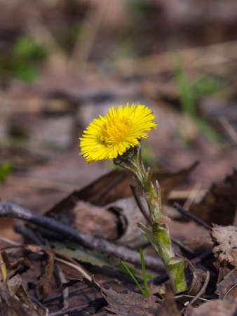 Flower in early spring, blooming coltsfoot, tussilago farfara, macro with bokeh background selective...