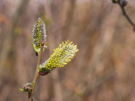 Branch of blossoming willow with catkins on bokeh background, selective focus, shallow DOF.