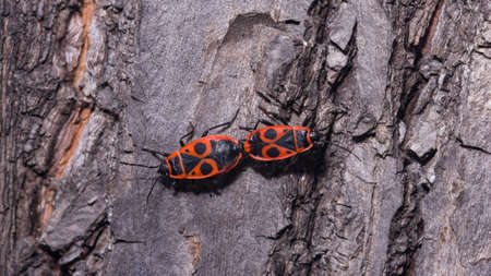 Firebugs or Pyrrhocoris apterus mating on a tree close-up, selective focus, shallow DOF.の写真素材