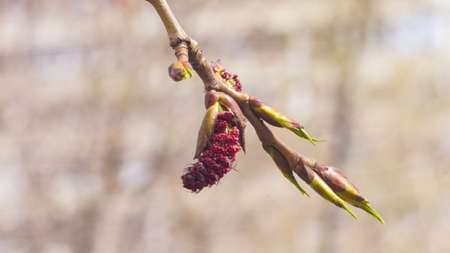 White poplar red male catkins on branch in spring with bokeh background, selective focus, shallow DOF.の写真素材