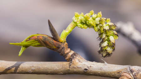 White poplar green female catkin on branch in spring with bokeh background, selective focus, shallow DOF.の写真素材
