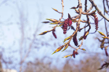 White poplar red male catkins on branch in spring with bokeh background, selective focus, shallow DOF.の写真素材