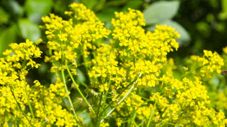 Flowers of herb barbara, bittercress, or Barbarea vulgaris macro background, selective focus,...