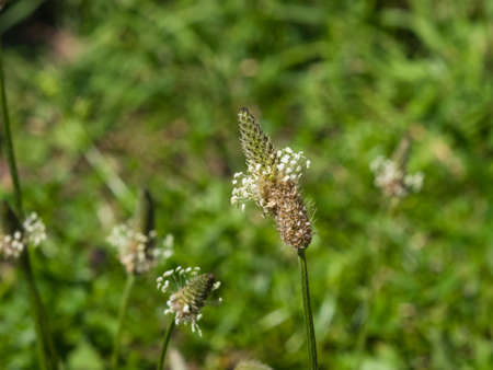 Plantago Lanceolata, Ribwort, English, Buckhorn or Narrowleaf Plantain flower macro with bokeh background, selective focus, shallow DOF.の写真素材