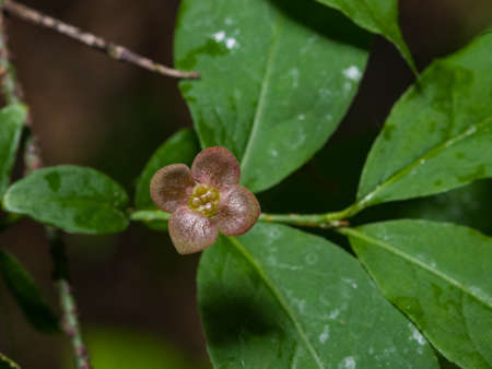 Small flower and buds on Spindle Tree, Euonymus Verrucosus, macro, selective focus, shallow DOF.の写真素材