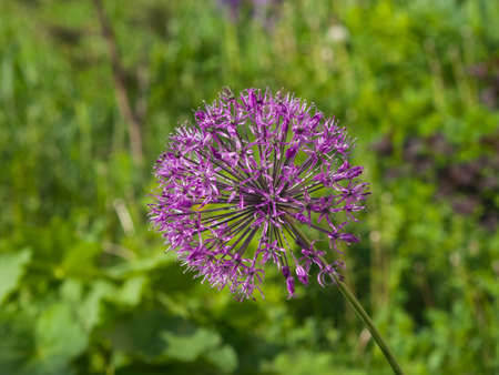 Allium aflatunense decorative onion violet flowers close-up, selective focus, shallow DOF.