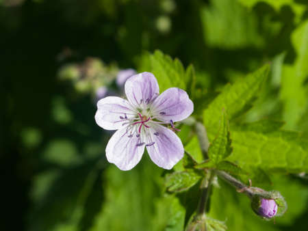 Flower of Wood cranesbill or Geranium sylvaticum with defocused background macro, selective focus, shallow DOF.の写真素材
