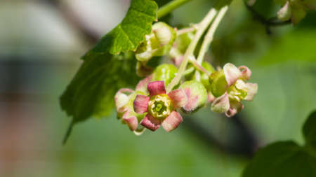 Flowers of blackcurrant on branch with bokeh background macro, selective focus, shallow DOF.の写真素材