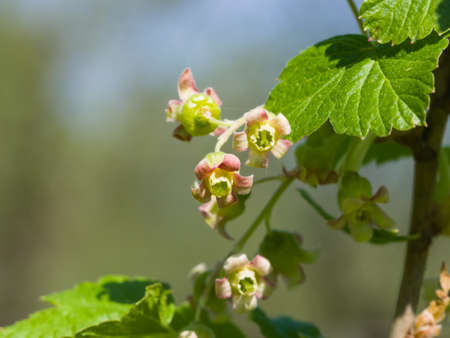 Flowers of blackcurrant on branch with bokeh background macro, selective focus, shallow DOF.の写真素材