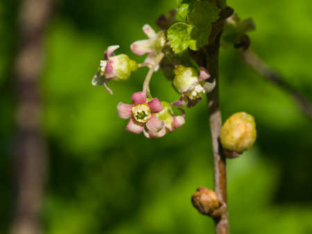 Flowers of blackcurrant on branch with bokeh background macro, selective focus, shallow DOF.の写真素材