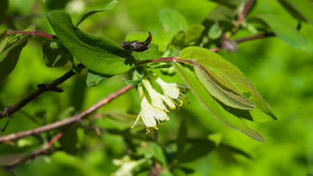 Blooming blue honeysuckle flowers on branch with bokeh background macro, selective focus, shallow DOF.の写真素材