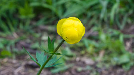 Globeflower or Trollius europaeus flower macro with bokeh background, selective focus, shallow DOF.の写真素材