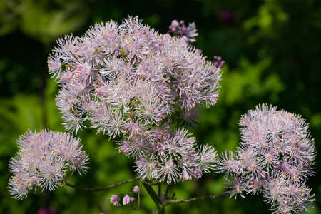 Columbine meadow-rue, Thalictrum aquilegifolium, flowers with bokeh background macro, selective focus, shallow DOF.の写真素材