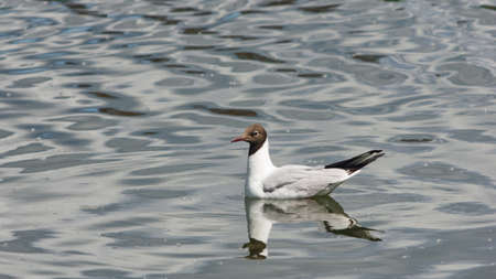 Black-headed Gull or Chroicocephalus ridibundus, swimming at pond, selective focus, shallow DOF.