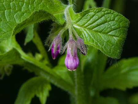 Flowers and leaves on Common Comfrey, Symphytum officinale, with bokeh background close-up, selective focus, shallow DOF.の写真素材