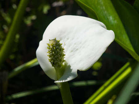 White flower of Bog Arum or Calla palustris close-up, selective focus, shallow DOF.の写真素材