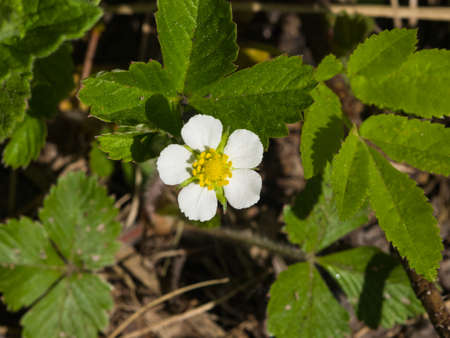 Wild strawberry flower with white petals close-up, selective focus, shallow DOF.
