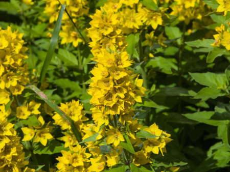 Garden or Yellow loosestrife, Lysimachia vulgaris, blossom close-up, selective focus, shallow DOF.の写真素材