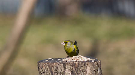 Male European Greenfinch, Carduelis chloris, close-up portrait on stub with seeds, selective focus, shallow DOF.の写真素材