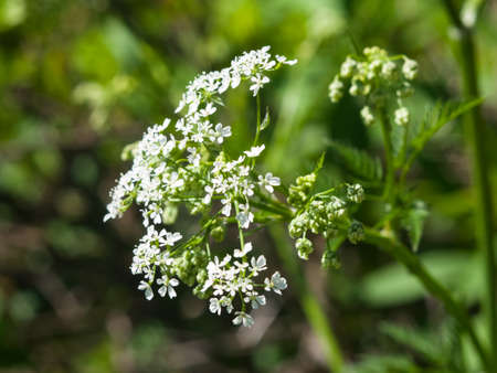Cow Parsley or Wild Chervil, Anthriscus sylvestris, flower clusters macro, selective focus, shallow...