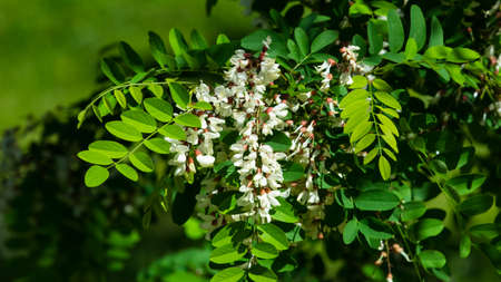 Black Locust, False Acacia or Robinia pseudoacacia blooming close-up, selective focus, shallow DOF.の写真素材
