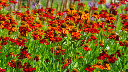 Black Eyed Susan, Rudbeckia hirta, red flowers at flowerbed background, selective focus, shallow...