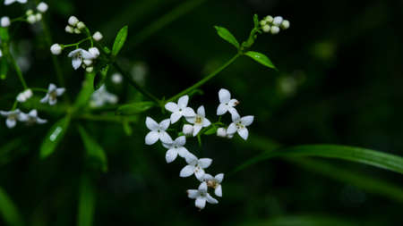 White flowers on Bedstraw or Galium, blooming in dark forest, macro with bokeh background, selective...