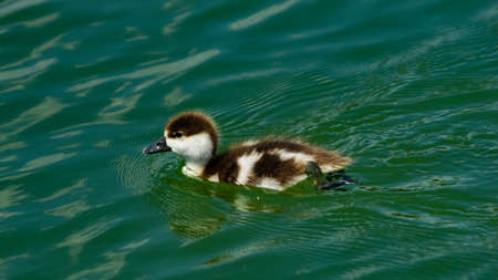 Ruddy shelduck or Tadorna ferruginea small chick close-up portrait swimming in pond, selective focus, shallow DOF.の写真素材