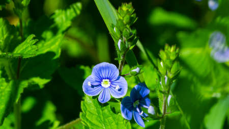 Blue flowers Germander speedwell or Veronica chamaedrys on stem macro, selective focus, shallow DOF.