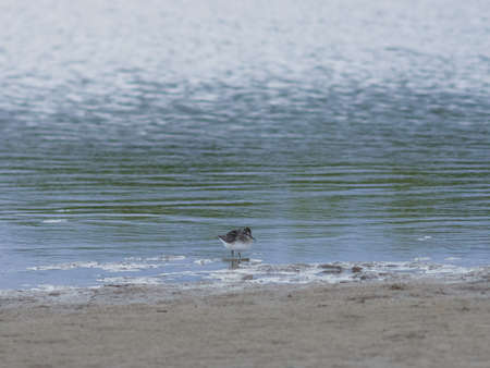 Broad-billed Sandpiper, Limicola or Calidris falcinellus small shorebird at sea shoreline portrait,...
