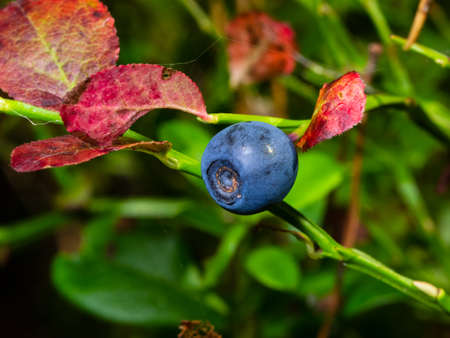 Ripe wild blueberry macro on a bush with red leaves, selective focus, shallow DOF.の写真素材