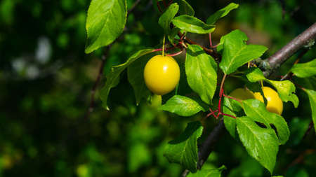 Riping yellow plum on branch with leaves close-up, selective focus, shallow DOF.の写真素材