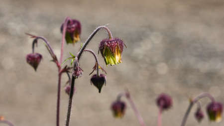 Water avens or geum rivale fluffy flowers on stem macro against bokeh background, selective focus,...