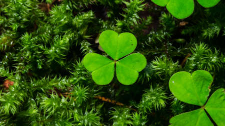 Common Wood Sorrel Oxalis acetosella leaf in moss macro, selective focus, shallow DOF.の写真素材